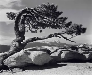 Jeffrey Pine  - Large Print Rolled